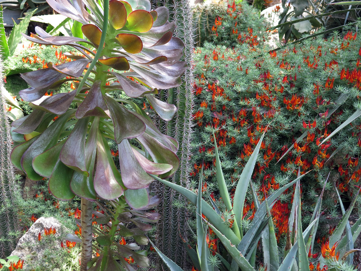 013 A variety of exotic plants
