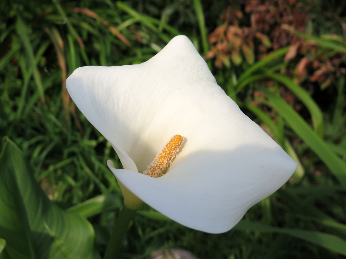 07-Arum-Lily 07-Arum-Lily