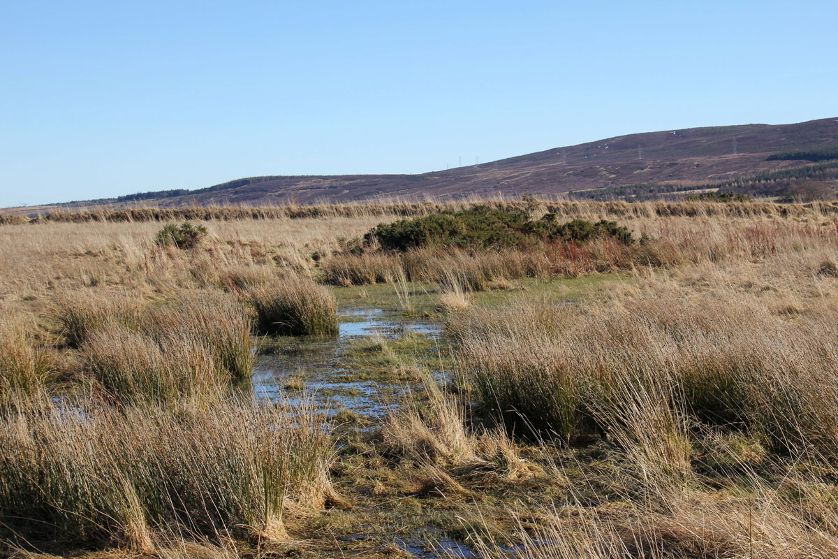 06-Boggy-Culloden-Moor Boggy Culodden Moor