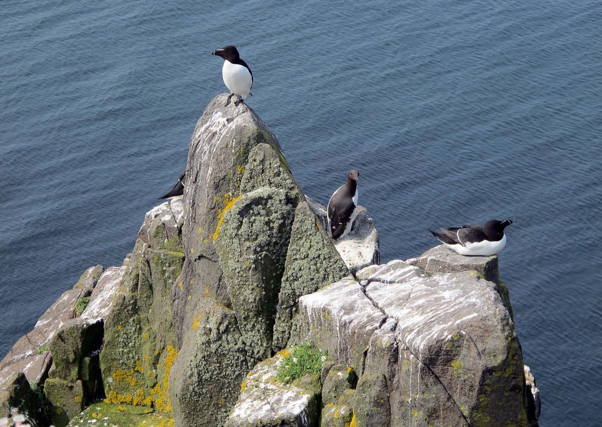 Guillemots