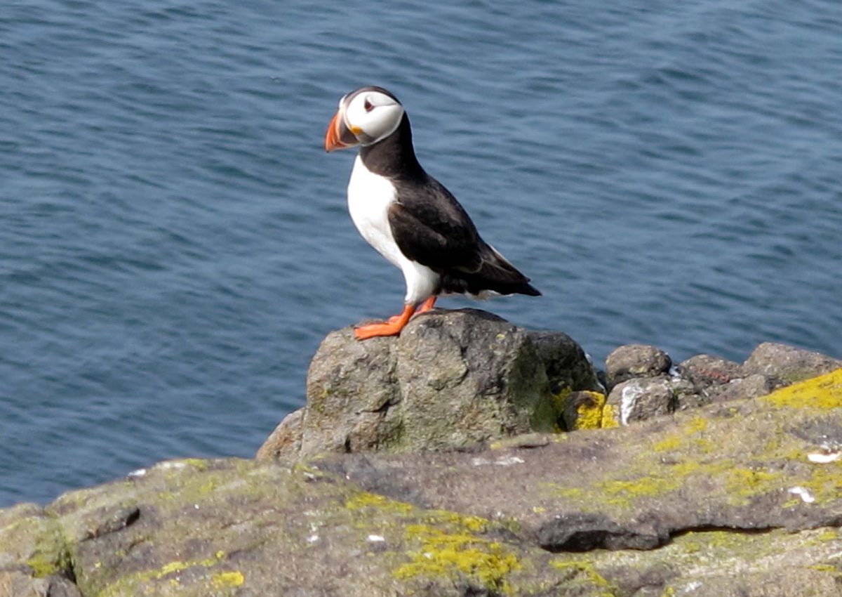 Puffin