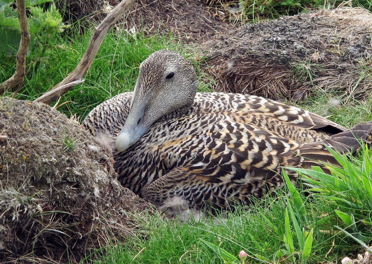 Eider Duck on her nest