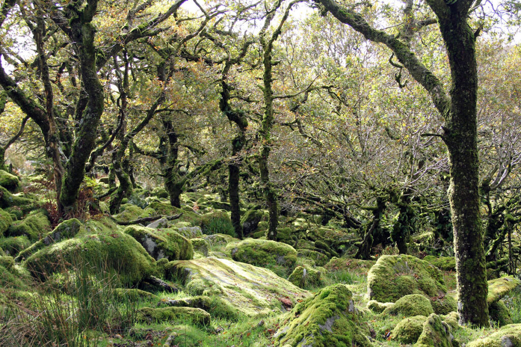 Wistman's Wood