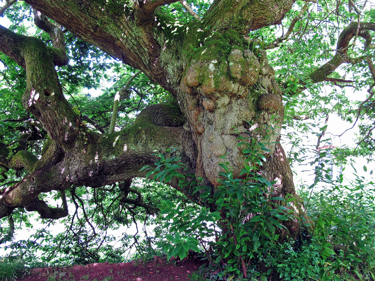 021-The-400-Year-Old-Sweet-Chestnut-Tree