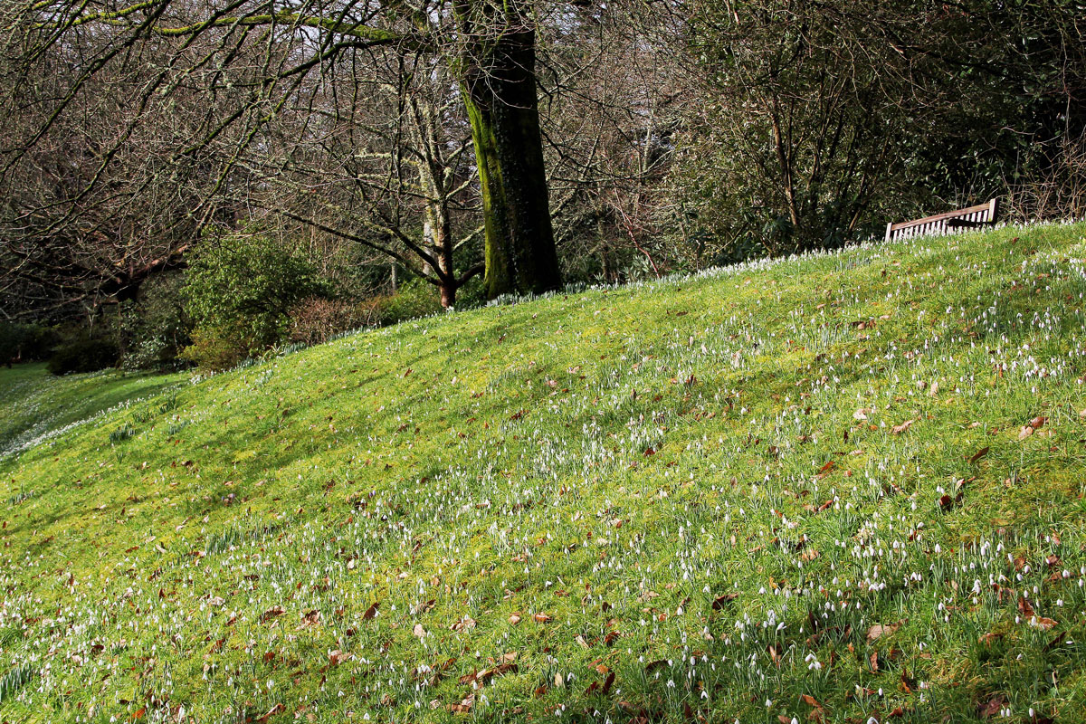 07--Snowdrops