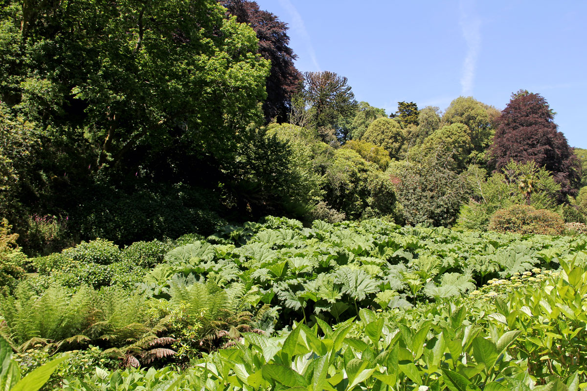 013-Gunnera