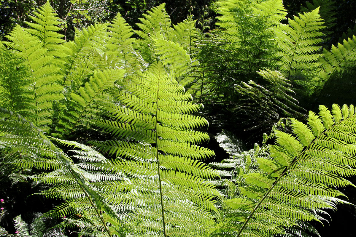 014-Ferns
