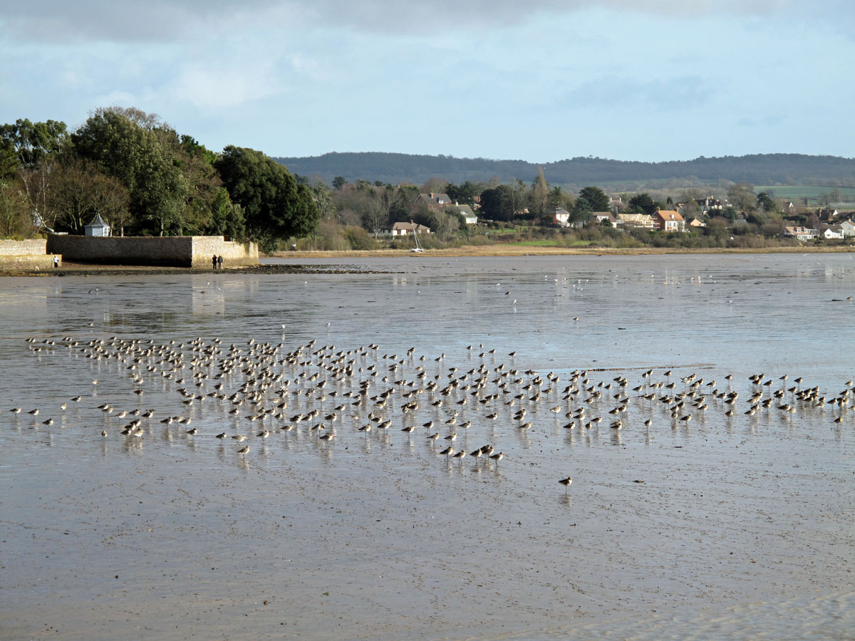 07-Bird-Life-on-the-River-Exe