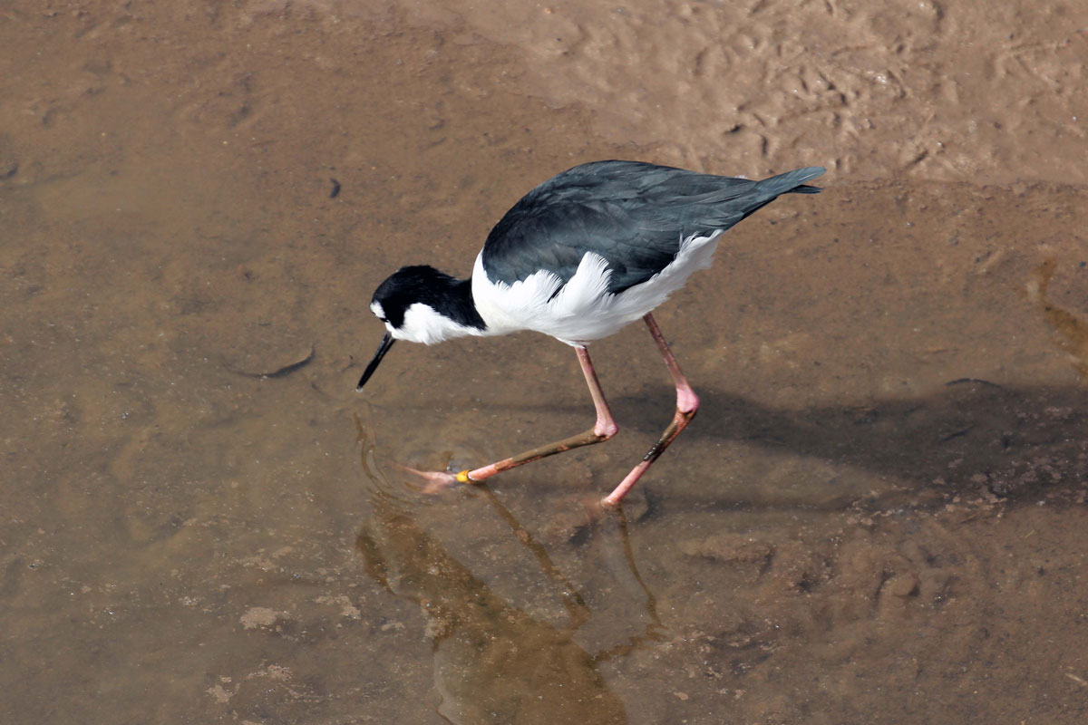 08-Avocet