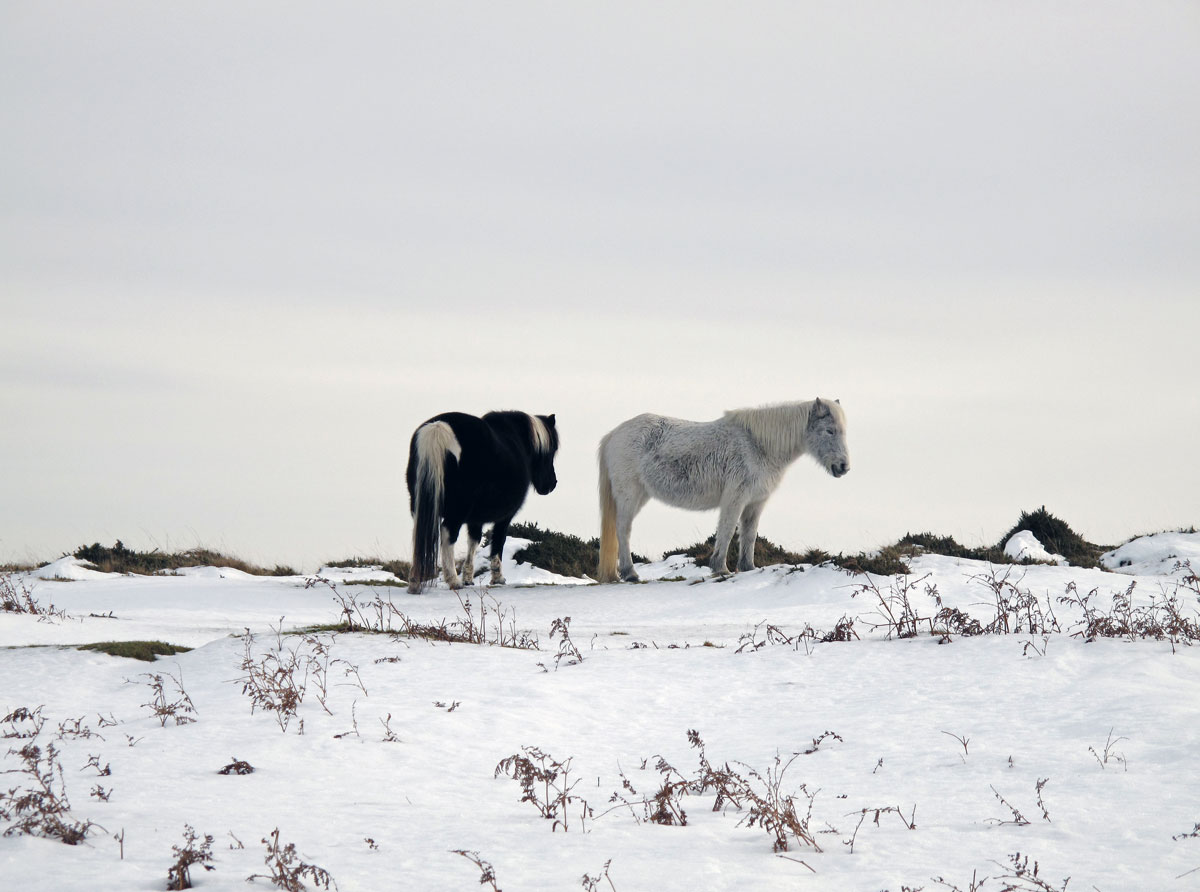 04-Ponies-braving-the-Winter-Weather