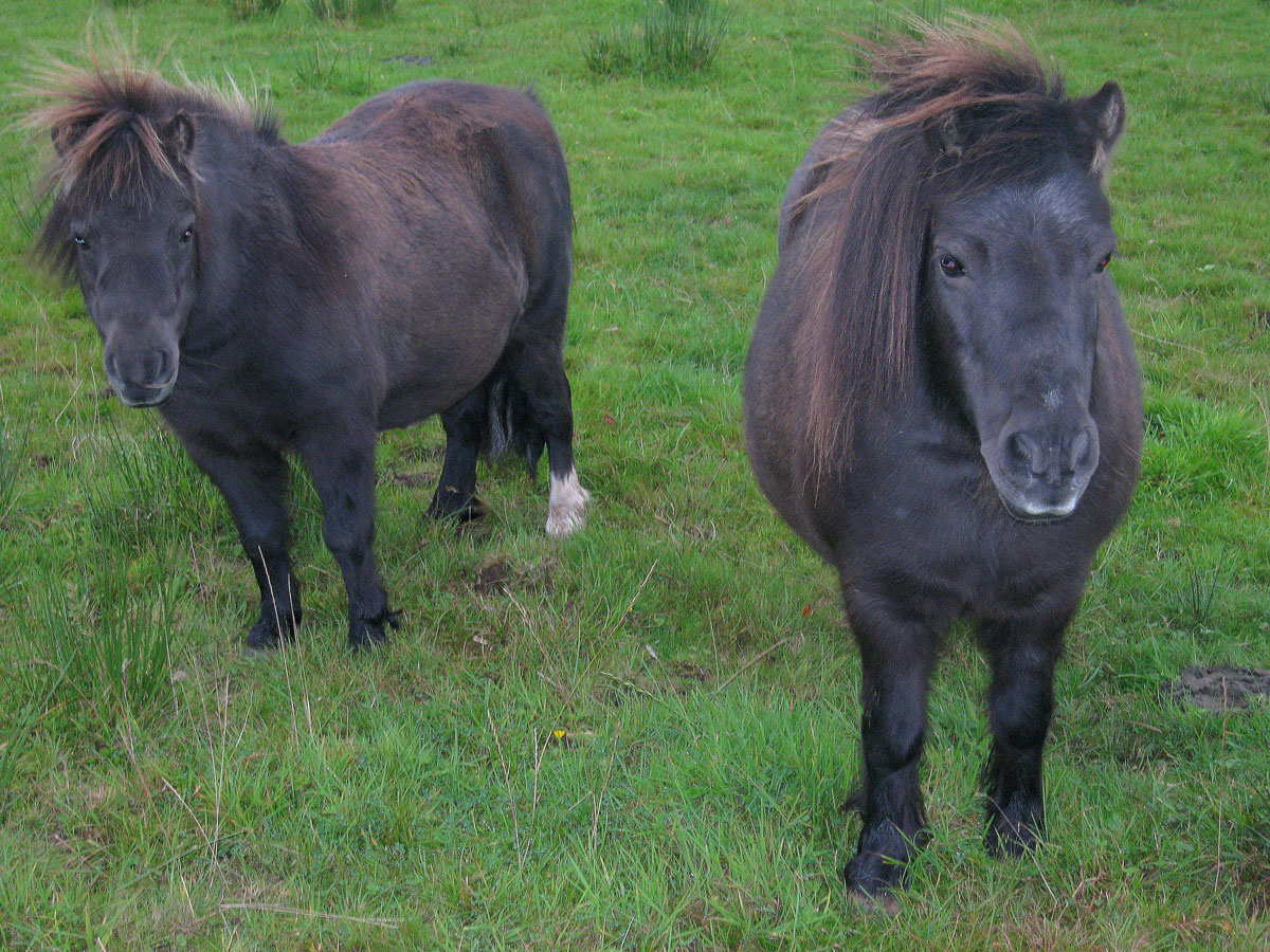 024--A-Couple-of-Shetland-Ponies-eyeing-us-up-for-some-food-along-the-String-Road