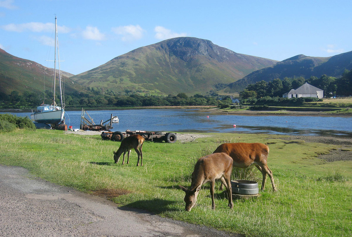 07-Deer-Grazing-in-Lochranza