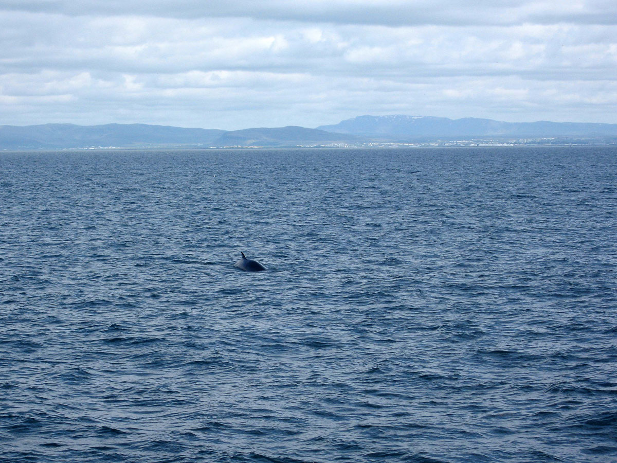 022-A-Minke-Whale