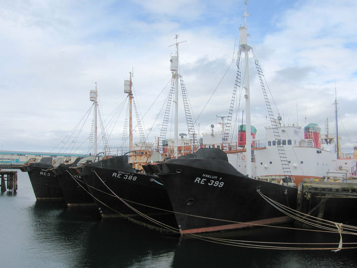 024-The-Hvalur-hf.-Whaling-Ships-in-Reykjavk-Harbour