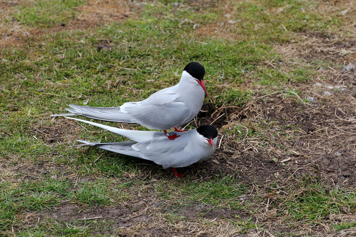 05-Arctic-Terns-mating