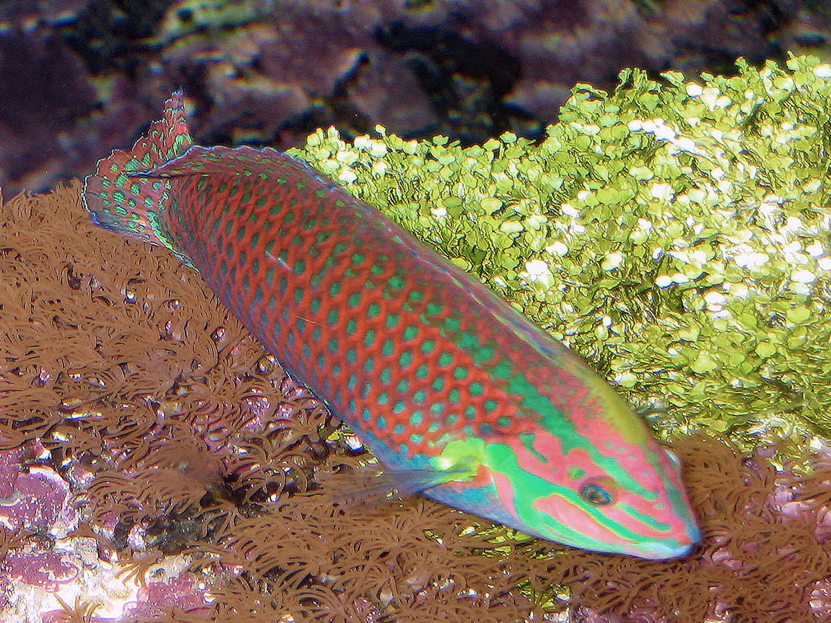 08-A-Surge-Wrasse-in-the-Temperate-Pavilion
