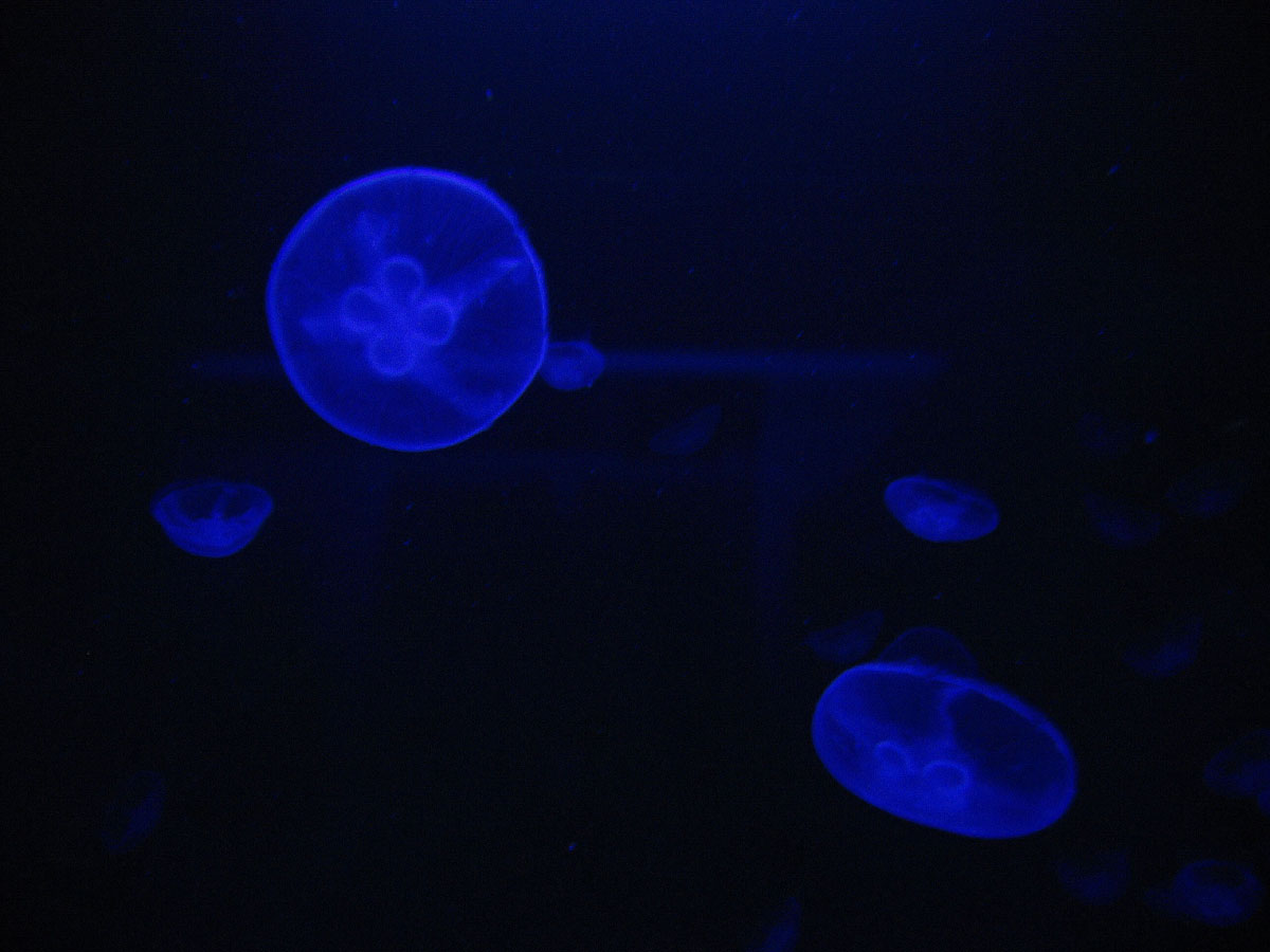 09-An-Inquisitive-Jellyfish