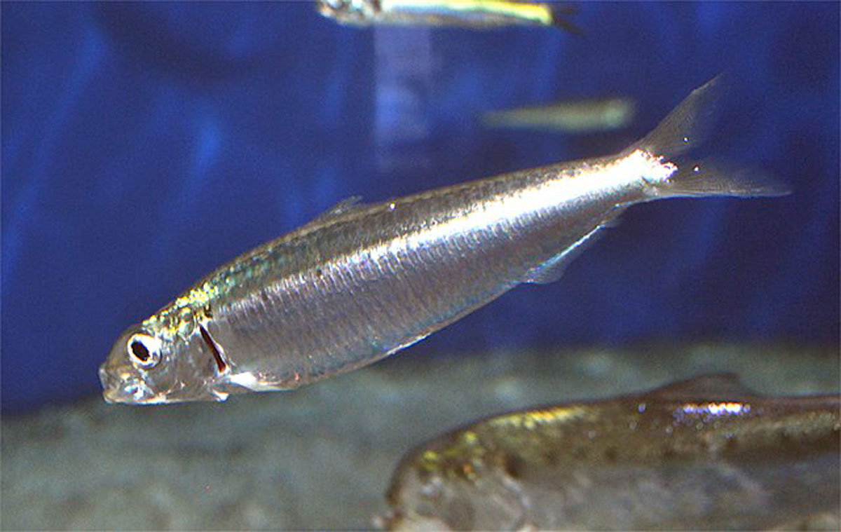04-Pilchard-(Wikipedia)