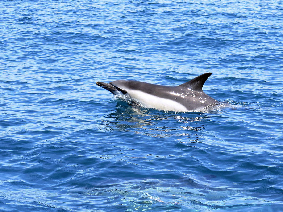 010-A-Common-Dolphin-near-Lamorna-Cove