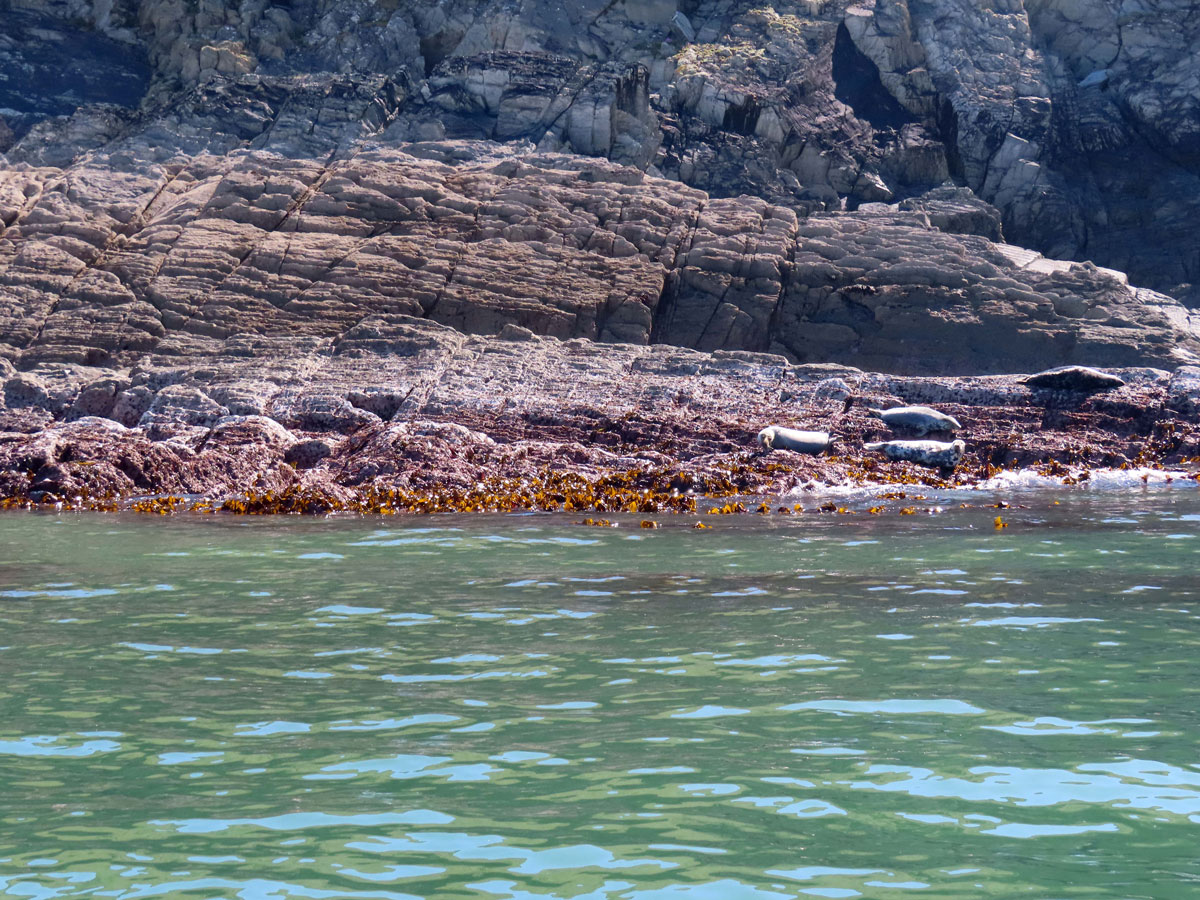 05--A-few-Seals-basking-on-the-Rocks-near-Rockham-Beach