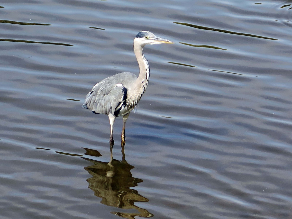 014-A-Local-Fisherman