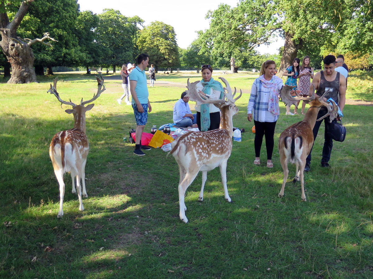 025-Picnicking-in-Richmond-Park