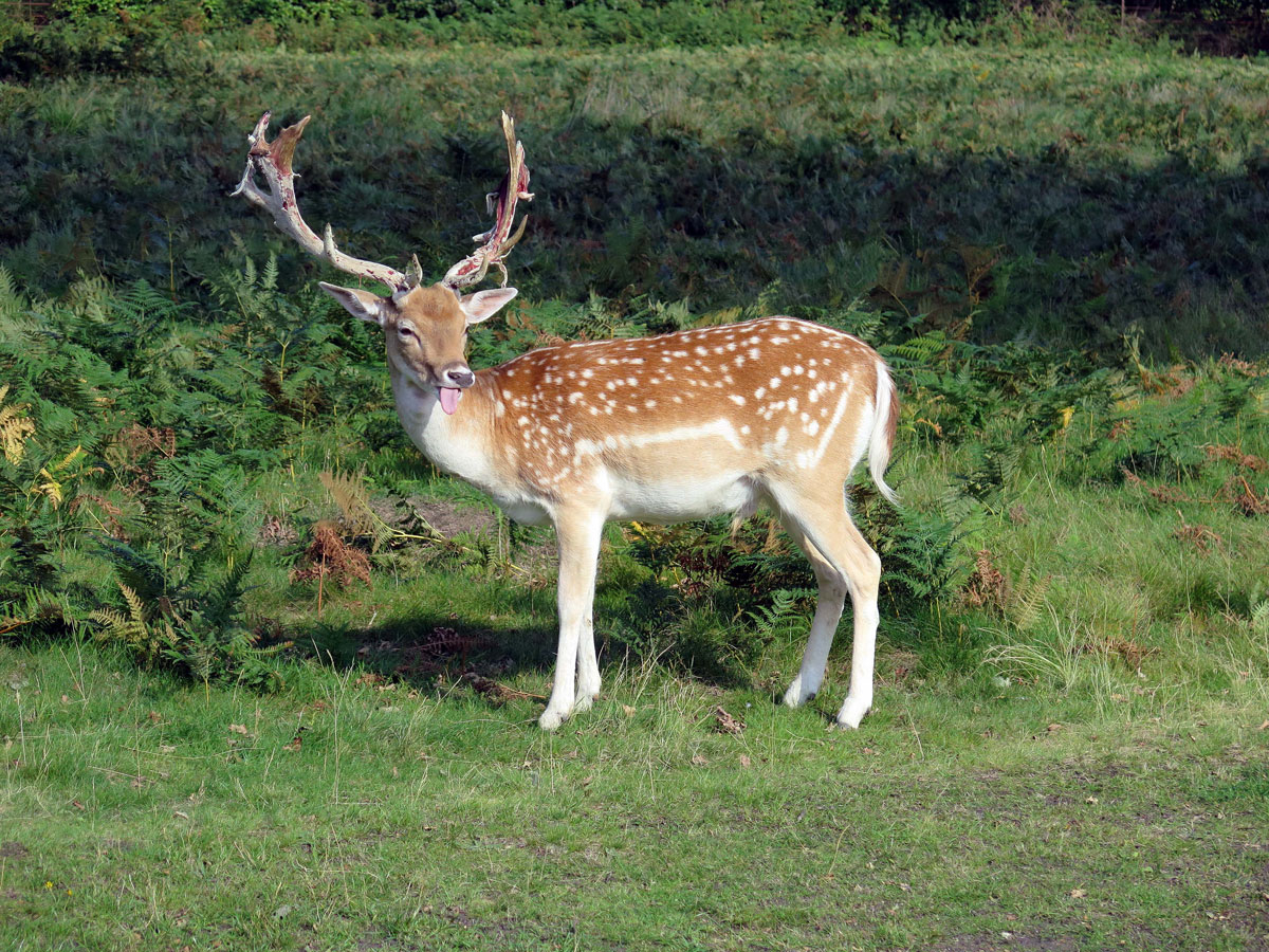 026-A-Fallow-Deer-in-the-Park