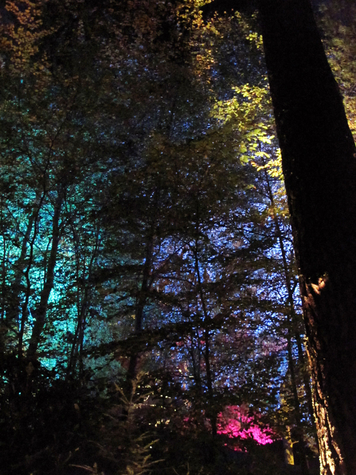 011-The-Enchanted-Forest