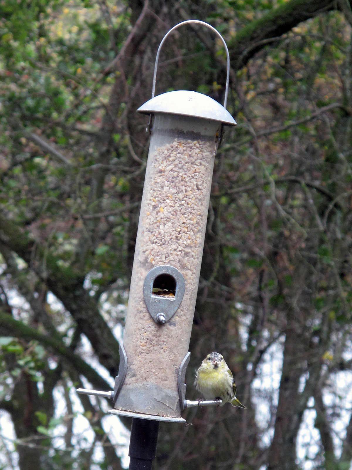 013-A-Siskin-on-a-Bird-Feeder