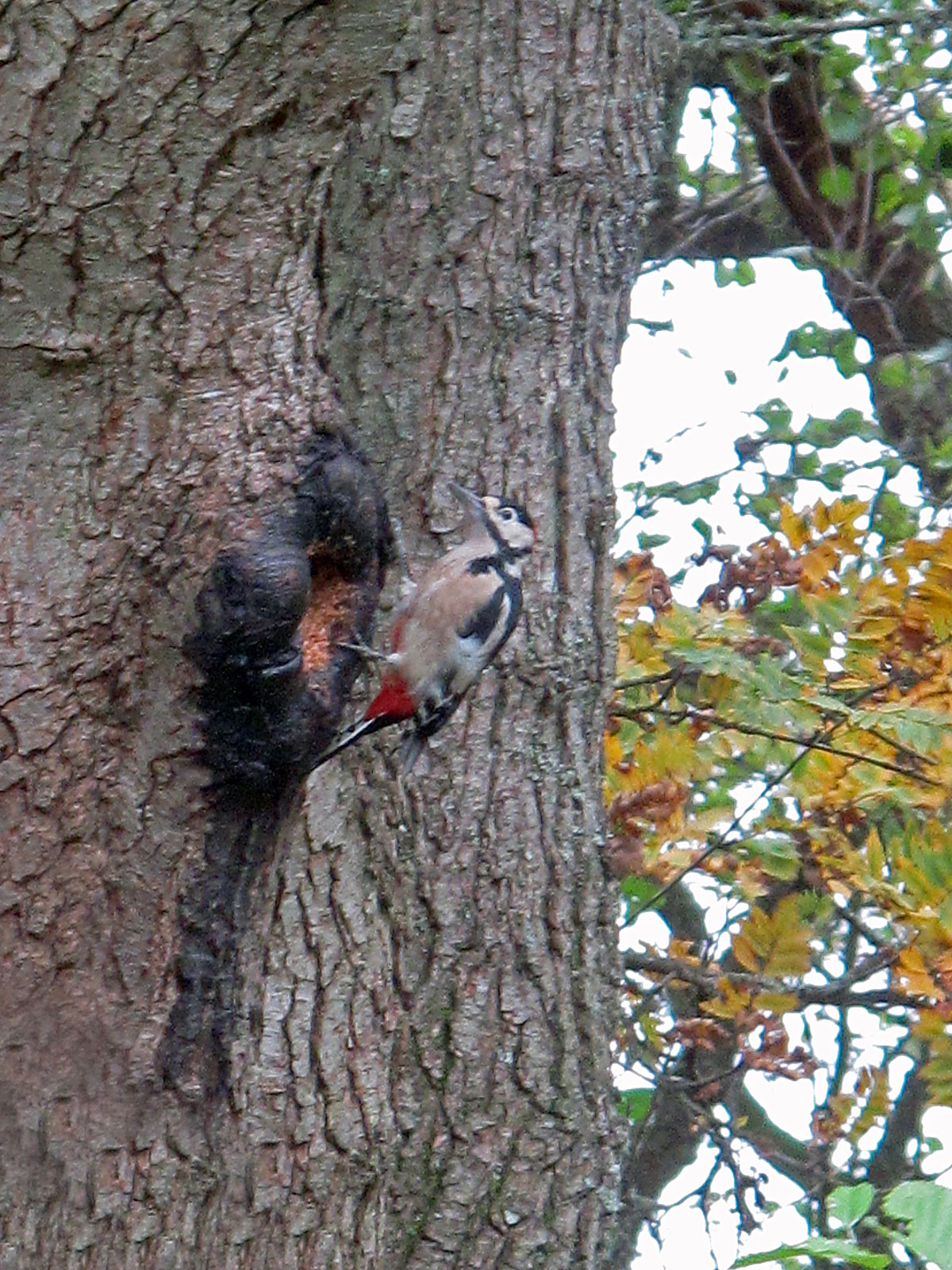 014-Great-Spotted-Woodpecker