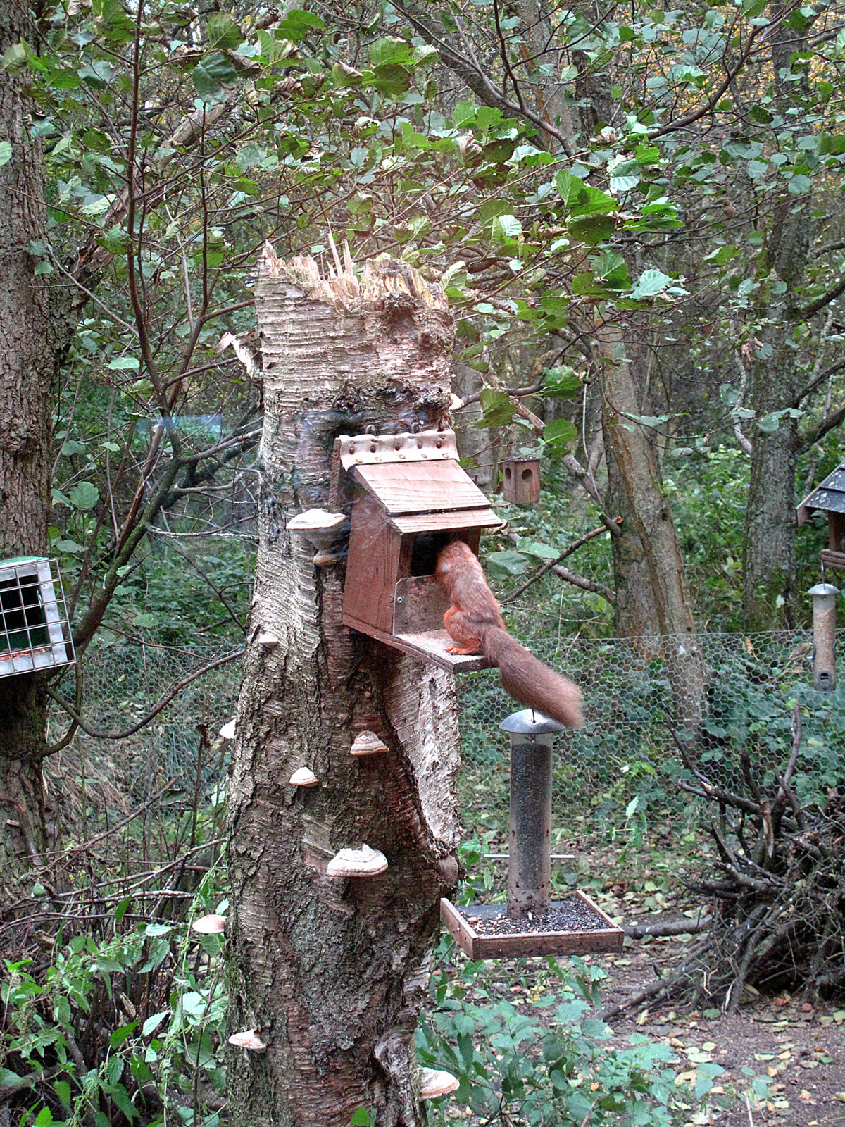 015-A-Red-Squirrel-after-his-Nuts-(2)