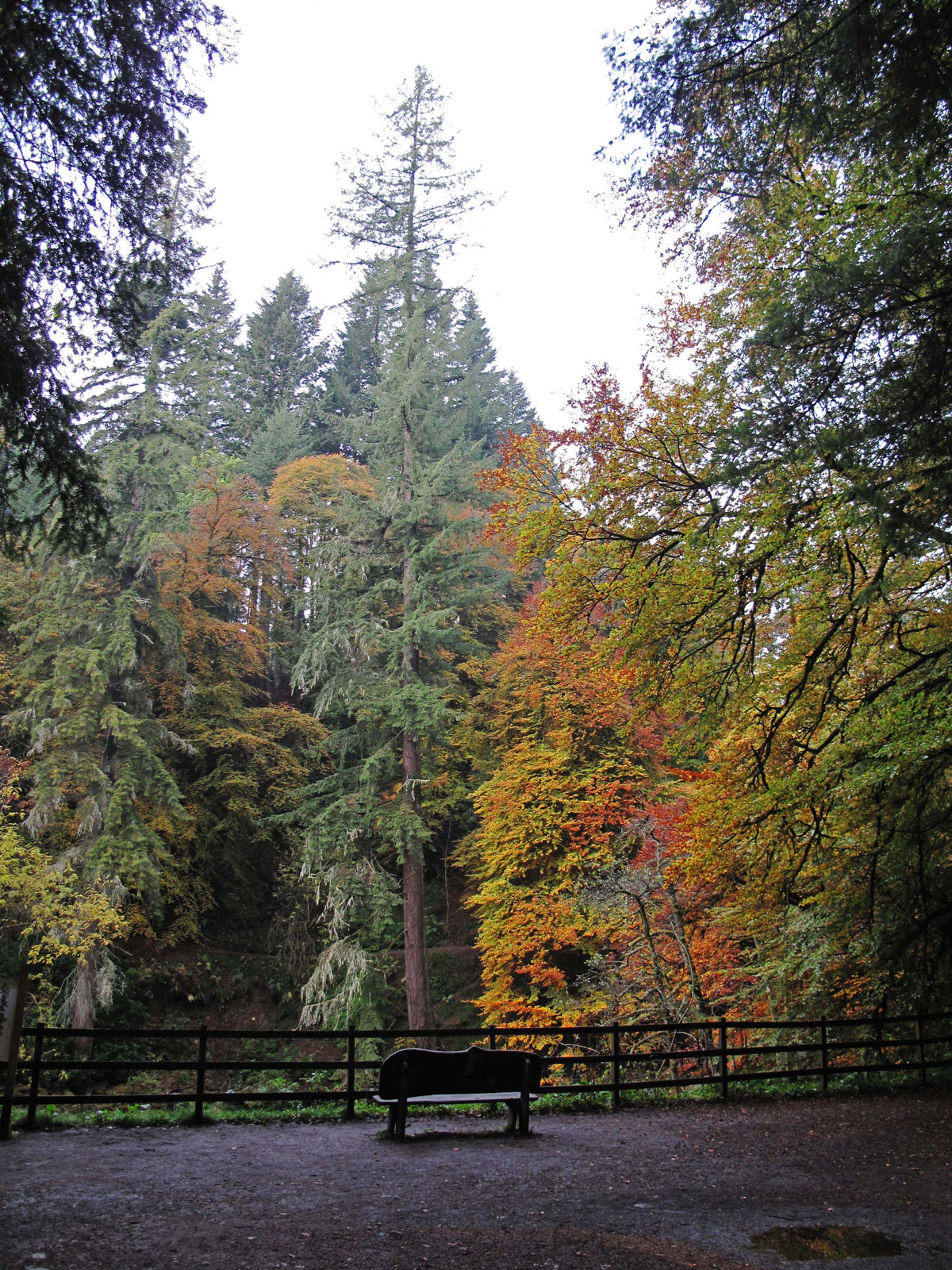 019-The-200-ft-Hermitage-Douglas-Fir