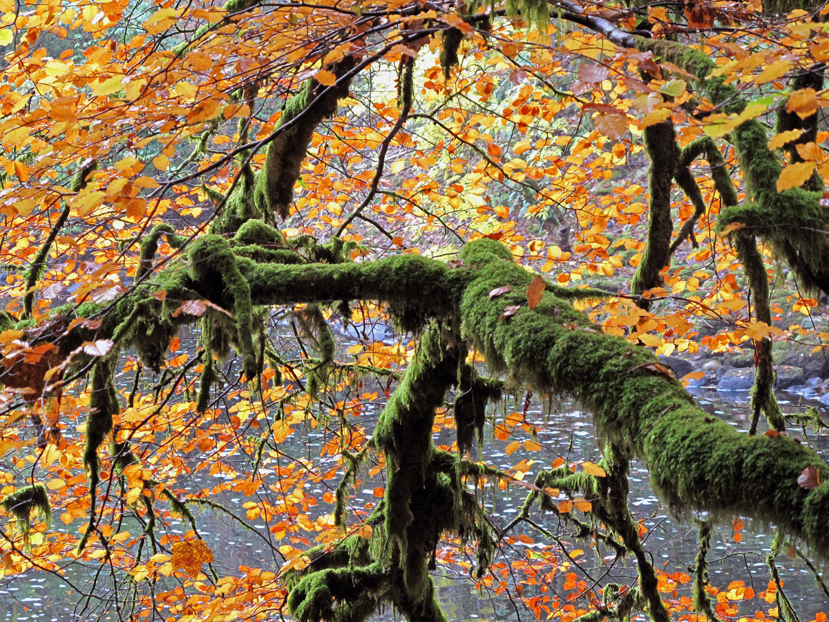 020-Moss-amongst-the-Autumn-Leaves